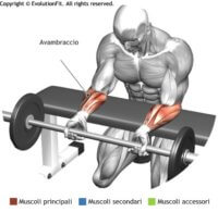 Curl Polsi Bilanciere Su Panca Piana Vedi L Esecuzione Evolutionfit