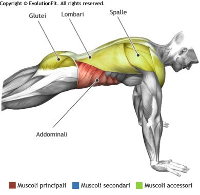 mappa muscolare addominali plank braccia tese