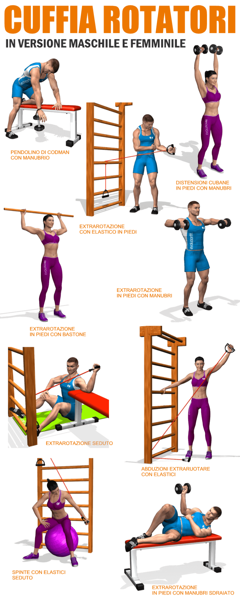 Nuovi esercizi : cuffia dei rotatori - EvolutionFit